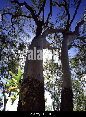 Moreton Bay ash (Corymbia tessellaris) Stock Photo