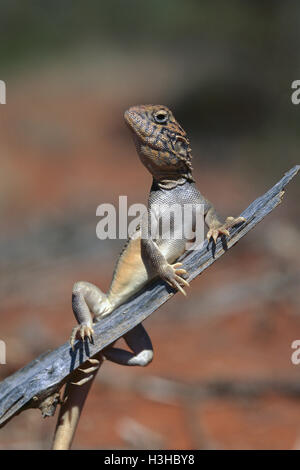 Central netted dragon (Ctenophorus nuchalis) Stock Photo