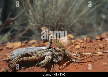 Central netted dragon (Ctenophorus nuchalis) Stock Photo