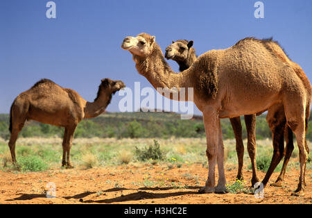 DROMEDARY CAMELS feral Camelus dromedarius Australia Introduced, now