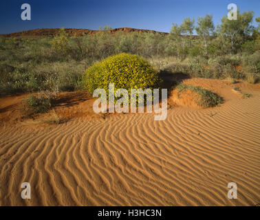 Vegetated sand dune Stock Photo