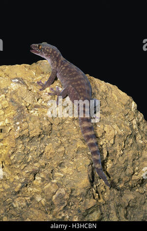 Giant cave gecko (Pseudothecadactylus lindneri) Stock Photo