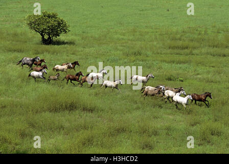 Horse (Equus caballus) Stock Photo