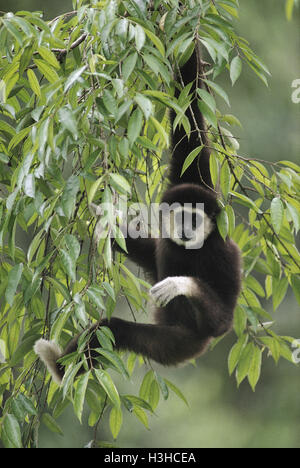 White-handed gibbon (Hylobates lar) Stock Photo