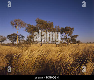Barkly Tableland: porcupine grass, Stock Photo