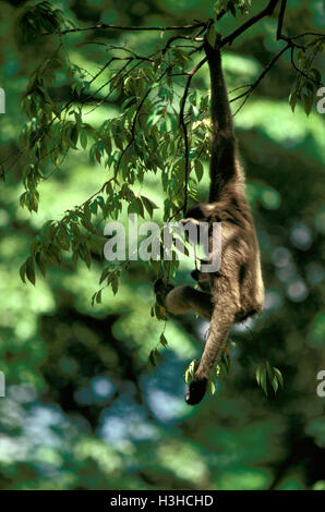 Bornean gibbon (Hylobates muelleri) Stock Photo