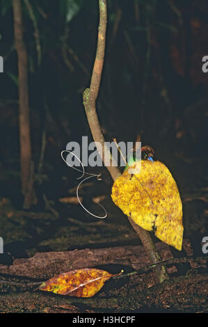 Magnificent bird-of-paradise (Cicinnurus magnificus) Stock Photo