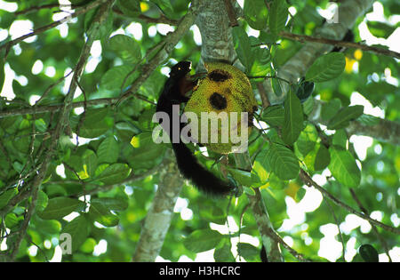 Prevost’s squirrel (Callosciurus prevostii pluto) Stock Photo