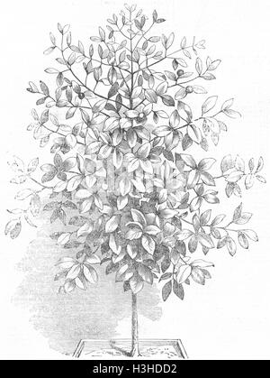 FRUIT Mangosteen(Garcinia Mangostana) 1855. Illustrated London News Stock Photo