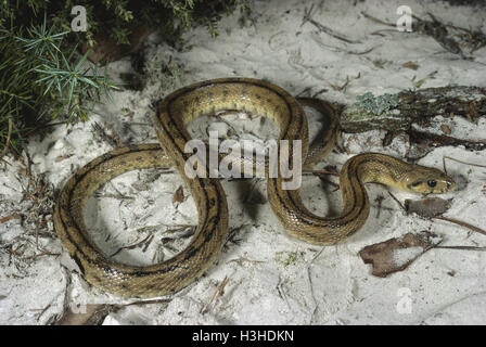 Ladder snake (Rhinechis scalaris) Stock Photo