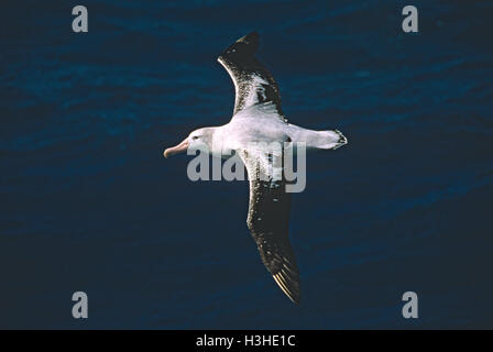Wandering albatross (Diomedea exulans)