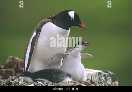 Gentoo penguin (Pygoscelis papua) Stock Photo