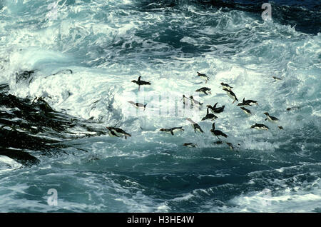 Southern rockhopper penguin (Eudyptes chrysocome) Stock Photo