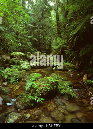Eucalypt forest in mist. Stock Photo