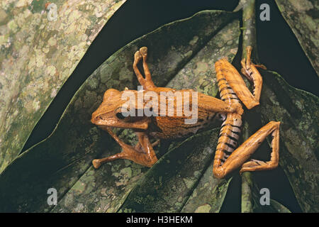 File-eared tree frog (Polypedates otilophus) Stock Photo