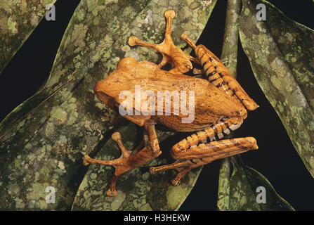 File-eared tree frog (Polypedates otilophus) Stock Photo