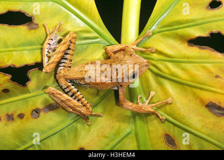File-eared tree frog (Polypedates otilophus) Stock Photo