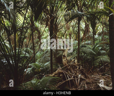 Thatch or Kentia palms (Howea forsterana) Stock Photo