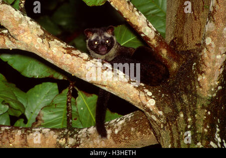 Common palm civet (Paradoxurus hermaphroditus) Stock Photo