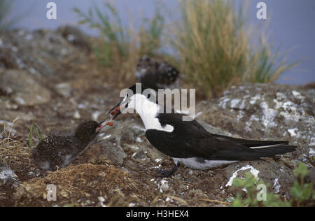 Sooty tern (Sterna fuscata) Stock Photo