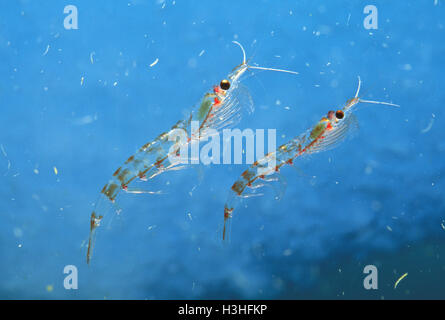 Antarctic krill (Euphausia superba) Stock Photo