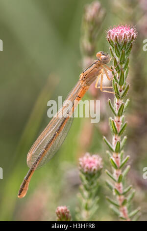 scarce blue-tailed damselfly (Ischnura pumilio) female aurantiaca resting on vegetation, New Forest, Hampshire, England, UK Stock Photo