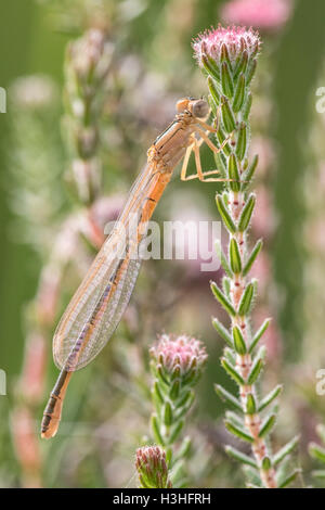 scarce blue-tailed damselfly (Ischnura pumilio) female aurantiaca resting on vegetation, New Forest, Hampshire, England, UK Stock Photo