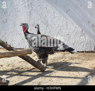 turkeys and chickens in the pen. Life home house. Stock Photo