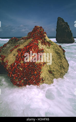Christmas Island red crab (Gecarcoidea natalis) Stock Photo