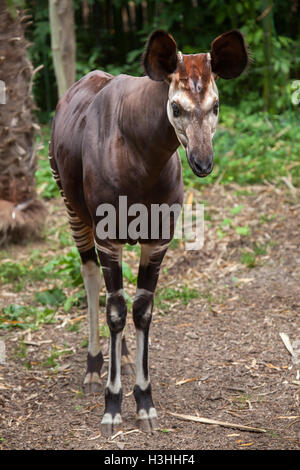 Okapi (Okapia johnstoni). Wildlife animal. Stock Photo