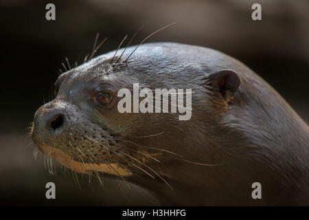 Giant otter (Pteronura brasiliensis), also known as the giant river otter. Wildlife animal. Stock Photo