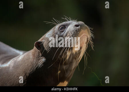 Giant otter (Pteronura brasiliensis), also known as the giant river otter. Wildlife animal. Stock Photo