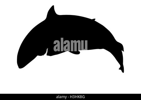 Silhouette of a dangerous shark showing teeth viewed from the side. Isolated on white background. Stock Photo