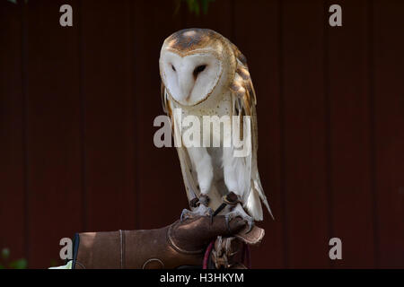 Close up on a rescued barn owl, Tyto alba, held by a caretaker, against brown barn background, selective focus Stock Photo