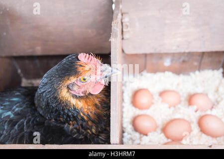 My chicken in her nest box with recently layed eggs in my small garden for my personal use,usage,in rural village,West,Wales. Stock Photo