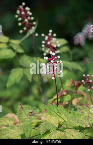 Actaea pachypoda. White baneberry with poisonous berries in autumn Stock Photo