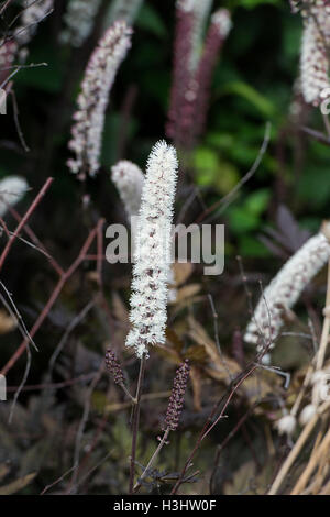 Actaea simplex 'Brunette'. Baneberry 'Brunette' Stock Photo