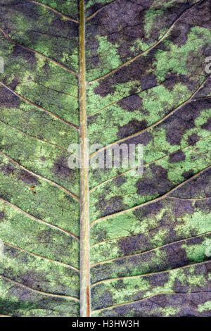 Magnolia tree leaf decaying in autumn. Pattern. UK Stock Photo
