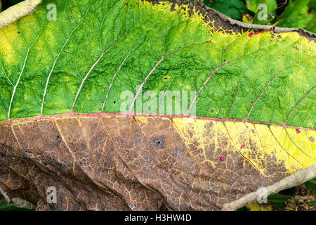 Inula magnifica 'Sonnenstrahl'. Giant fleabane leaf decaying in September Stock Photo