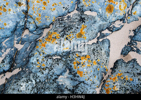 Whin Sill rock and Lichen pattern. Northumberland Coastline, England Stock Photo