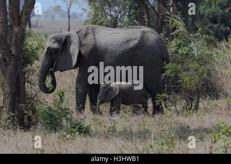 African bush elephant and calf Stock Photo - Alamy