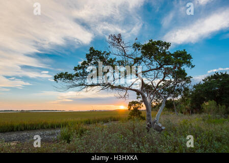 Tree at Sunrise on Tybee Island just outside Fort Pulaski Stock Photo