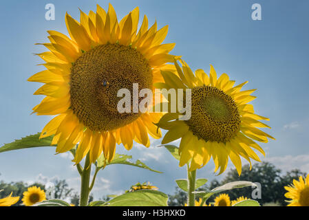 Two Sunflowers on Blue Sky in a Field in Summer Stock Photo