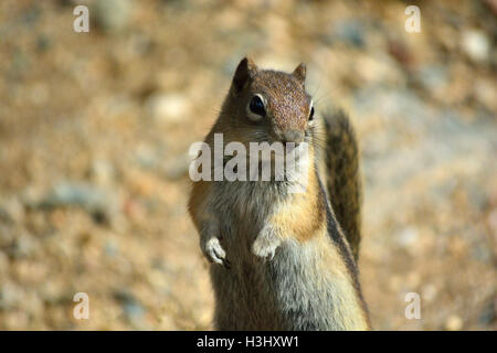 small chipmunk standing on his hind legs reaching for a peanut Stock ...