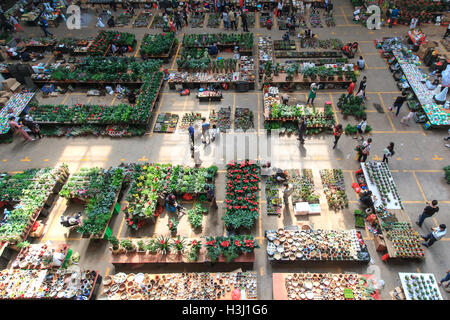 Dounan flower market in Kunming, Yunnan Province, China Stock Photo - Alamy