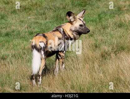 Alert African wild dog (Lycaon pictus) seen in profile Stock Photo