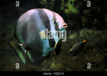 Circular Batfish (Platax orbicularis) in the Red Sea Stock Photo - Alamy