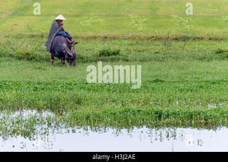 Farmer mounted on his buffalo Stock Photo