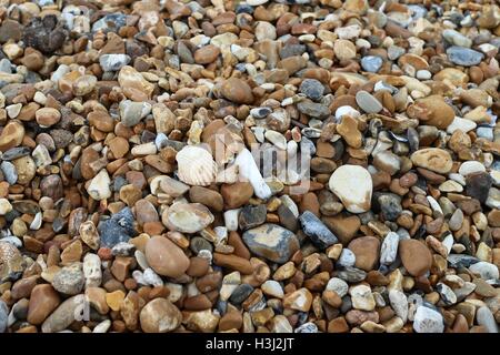 Pebbles and shells on beach. Stock Photo