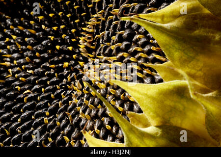 detail shot showing a sunflower head detail with lots of seeds